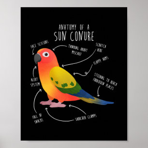 Sol Conure Anatomy Funny Cute Pet Parrot Bird Poster