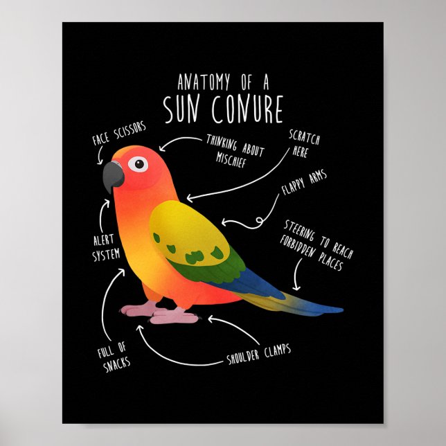 Sol Conure Anatomy Funny Cute Pet Parrot Bird Poster (Framsidan)