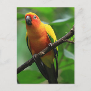 Sol Conure Bird Vykort