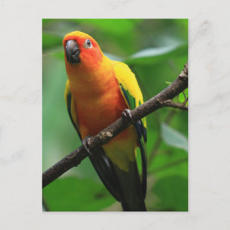 Sol Conure Bird Vykort