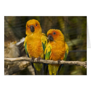 Sol Conure Hälsningskort