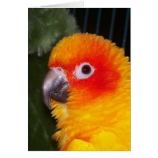 Sol Conure Hälsningskort