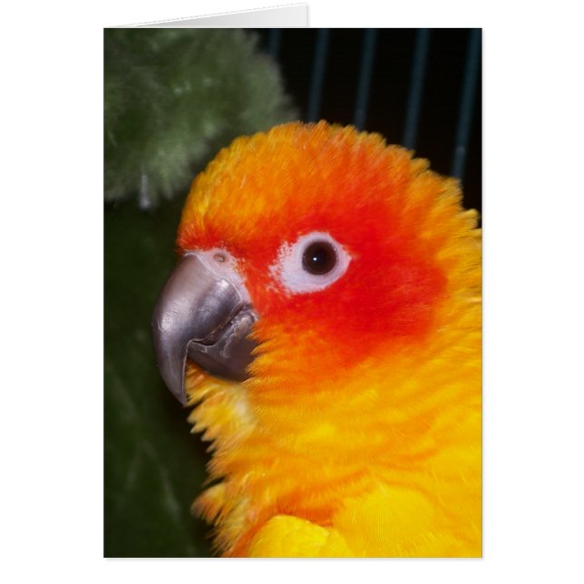 Sol Conure Hälsningskort (Framsidan)