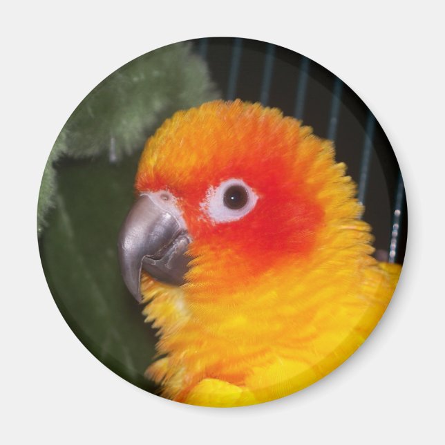 Sol Conure Magnet (Framsidan)