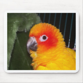Sol Conure Musmatta