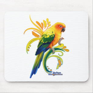 Sol Conure Musmatta