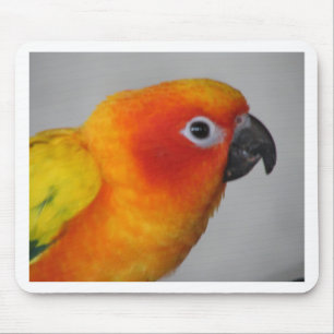 Sol Conure Musmatta