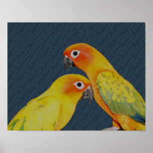 Sol Conure Parrot Pair Bird Poster