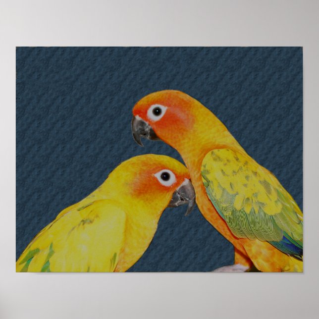 Sol Conure Parrot Pair Bird Poster (Framsidan)