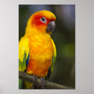 Sol Conure Parrot Poster