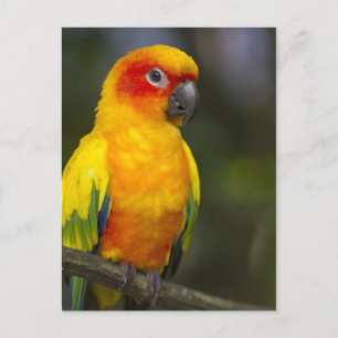 Sol Conure Parrot-vykort Vykort