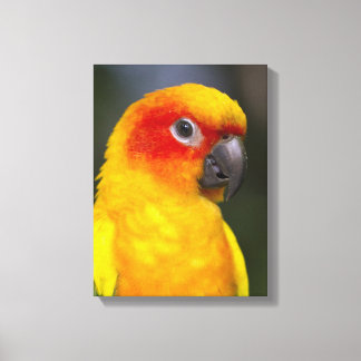 Sol Conure Parrot Wrapped Canvas