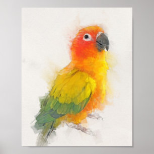 Sol Conure Porträtt Poster