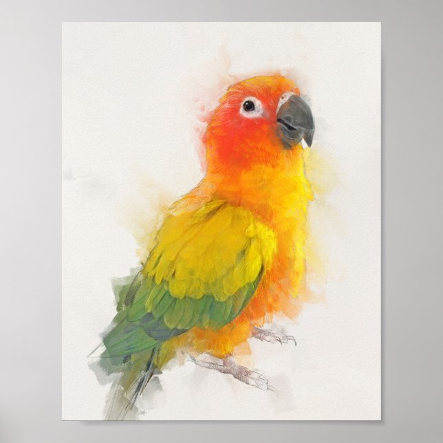 Sol Conure Porträtt Poster (Framsidan)