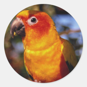 Sol Conure Runt Klistermärke