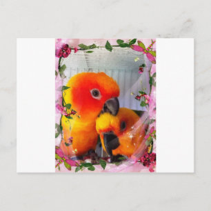 Sol Conure Vykort
