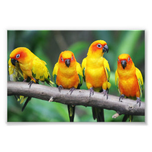 Sol Conures Fototryck