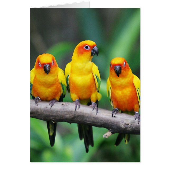 Sol Conures Hälsningskort (Framsidan)