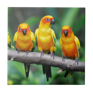 Sol Conures Kakelplatta