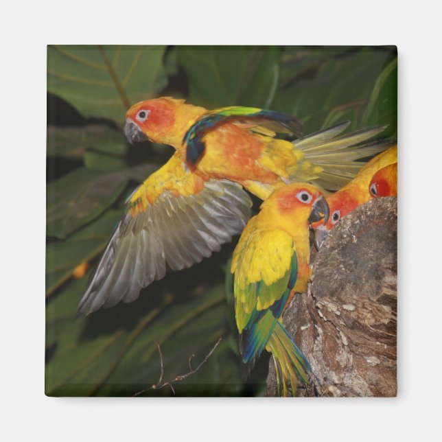Sol Conures Magnet (Framsidan)