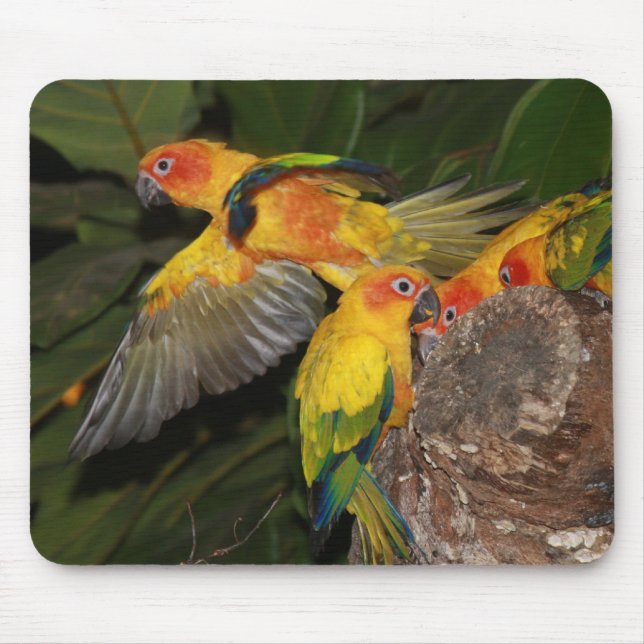 Sol Conures Musmatta (Framsidan)