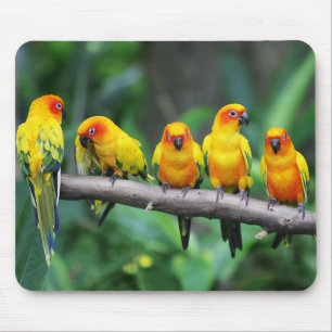 Sol Conures Musmatta