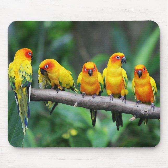 Sol Conures Musmatta (Framsidan)