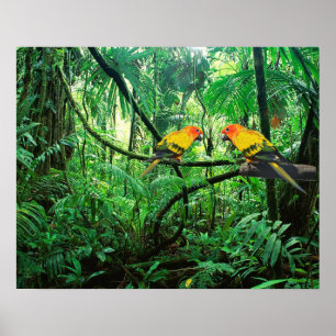 Sol Conures Poster
