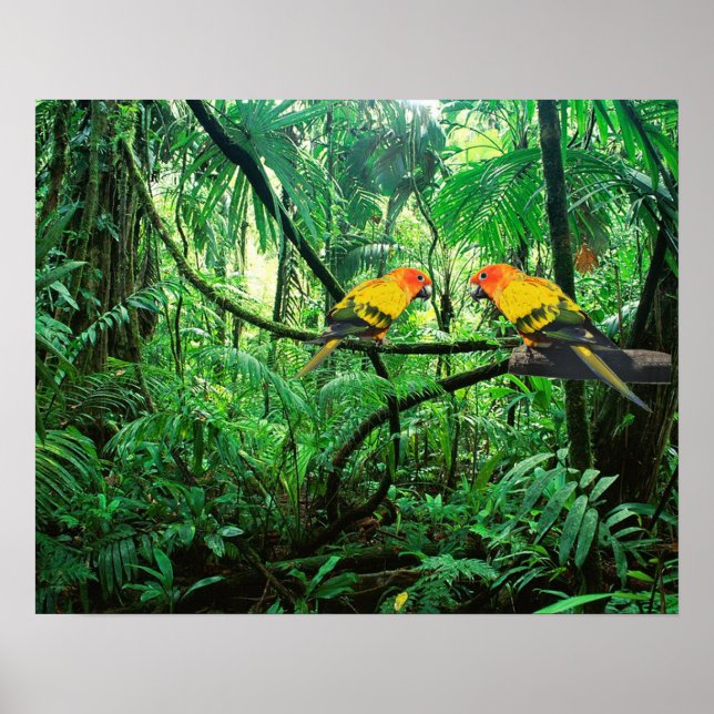 Sol Conures Poster (Framsidan)