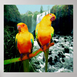 Sol Conures Poster