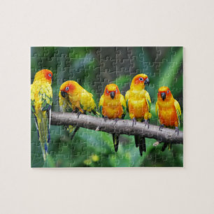 Sol Conures Pussel