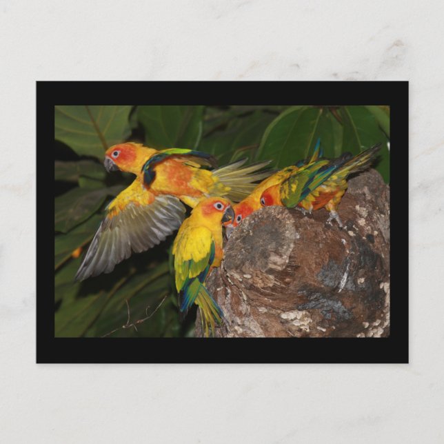 Sol Conures Vykort (Framsida)