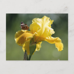 Sol Dancer Iris & Butterfly Photography Art Vykort