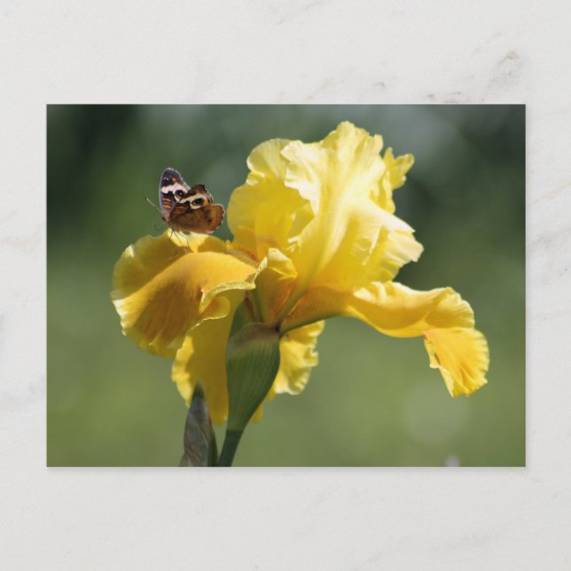 Sol Dancer Iris & Butterfly Photography Art Vykort (Framsida)