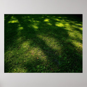 Sol Dappled Gräsmatta Poster