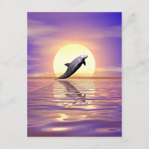 Sol Dolphin Vykort
