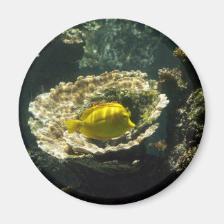 Sol döpta solfiskar magnet