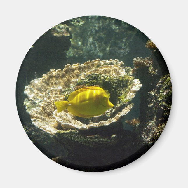 Sol döpta solfiskar magnet (Framsidan)