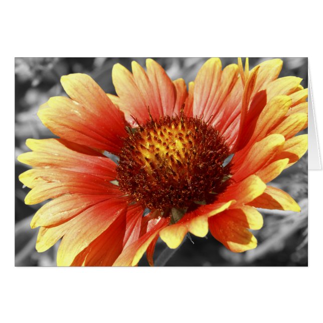 Sol Dränkt Gaillardia Hälsningskort (Framsidan Horizontal)