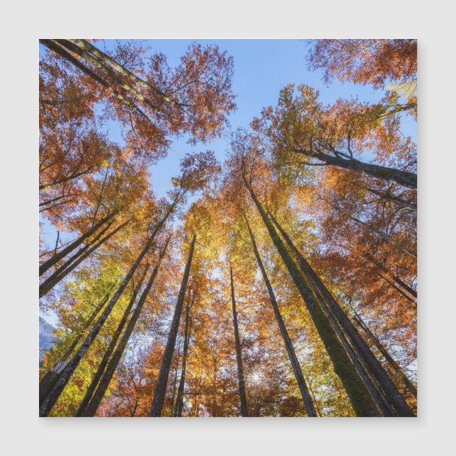 Sol-dränkt Träd höst (Framsida)