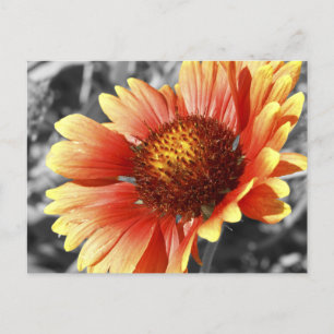 Sol-Drenched Gaillardia-foto för valfritt Tillfäll Vykort