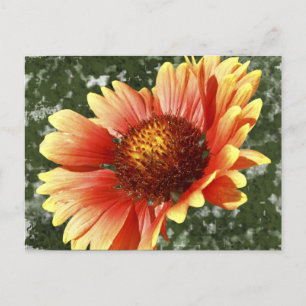Sol Drenched Gaillardia Vykort