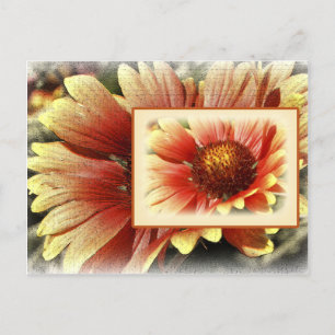 Sol Drenched Gaillardia Vykort