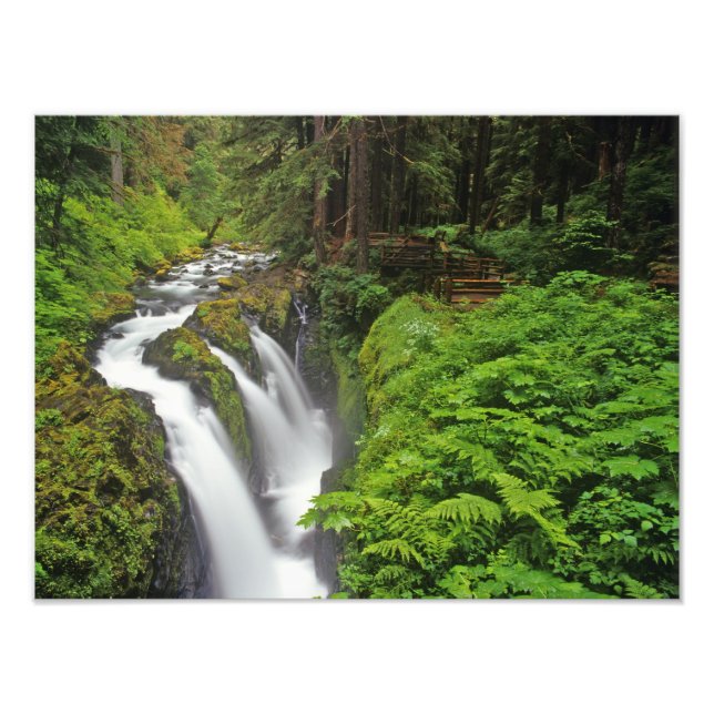 Sol Duc Falls i Olympic National Park i Fototryck (Framsidan)