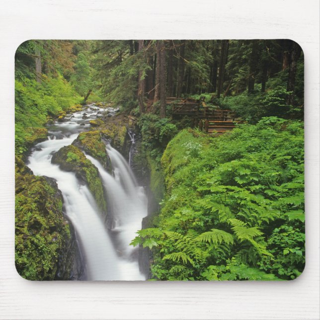 Sol Duc Falls i Olympic National Park om 2 Musmatta (Framsidan)