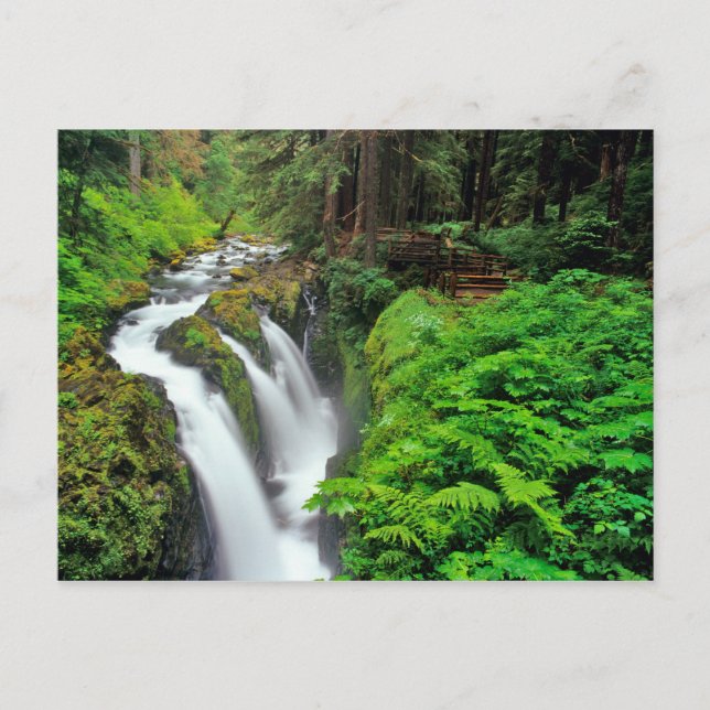 Sol Duc Falls i Olympic National Park Vykort (Framsida)