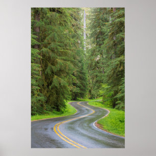 Sol Duc River Road genom skog Poster