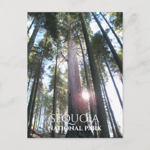 Sol genom sekvojaträd Sequoia NP, Kalifornien Vykort