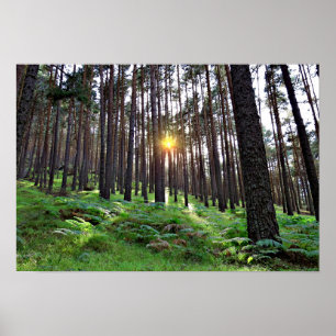 Sol genom skogen poster