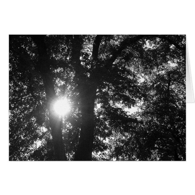 Sol genom Träd B&W Hälsningskort (Framsidan Horizontal)